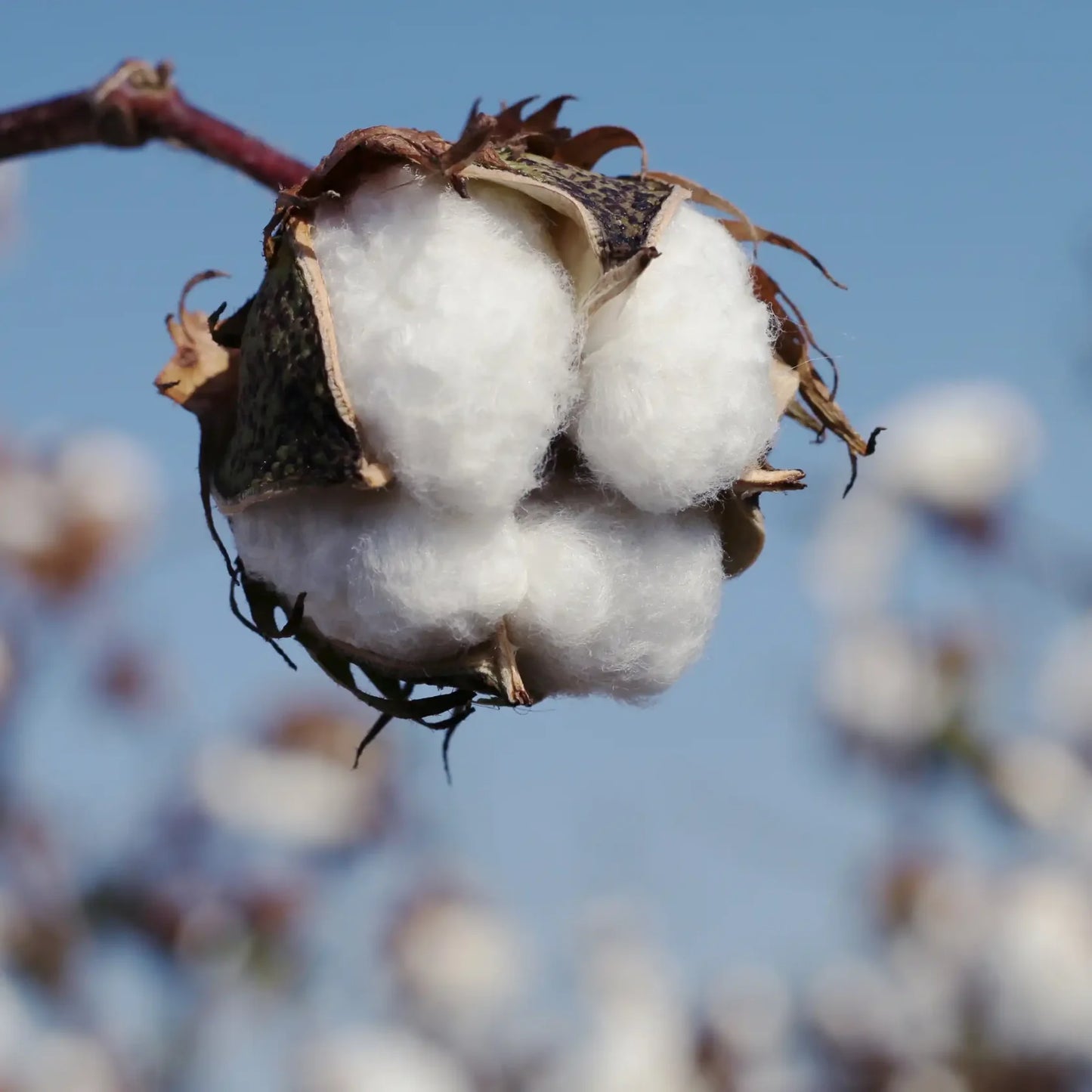 Fleur de coton format Plume