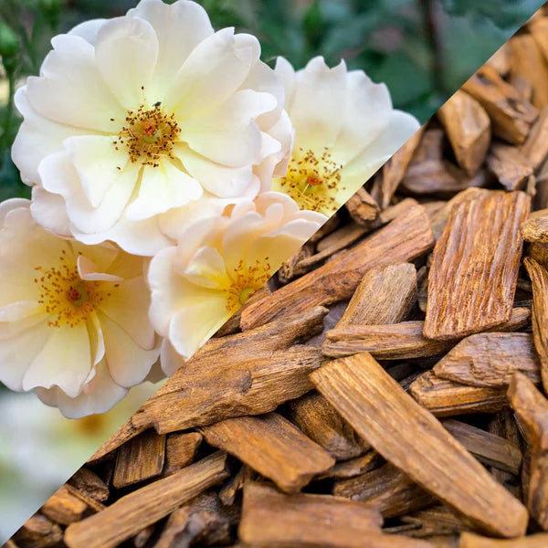 Musc blanc format plume