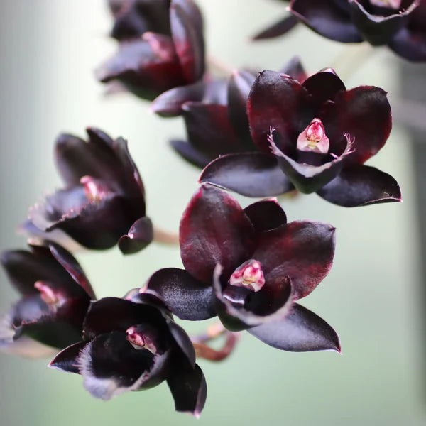 Orchidée Noire format plume