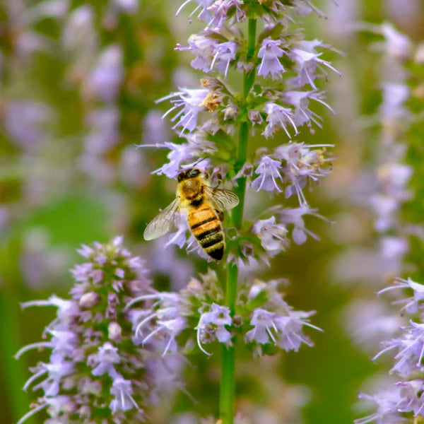 Patchouli format plume