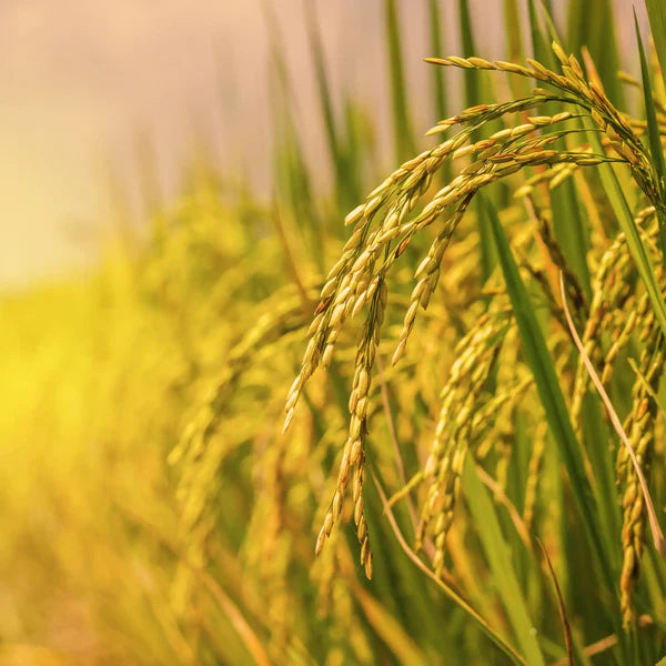 Poudre de riz format plume