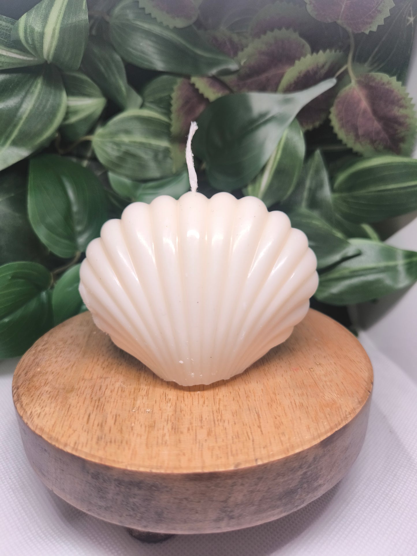 Le coquillage sacré
