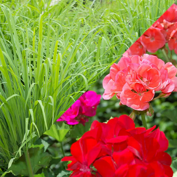 Citronnelle Geranium format plume