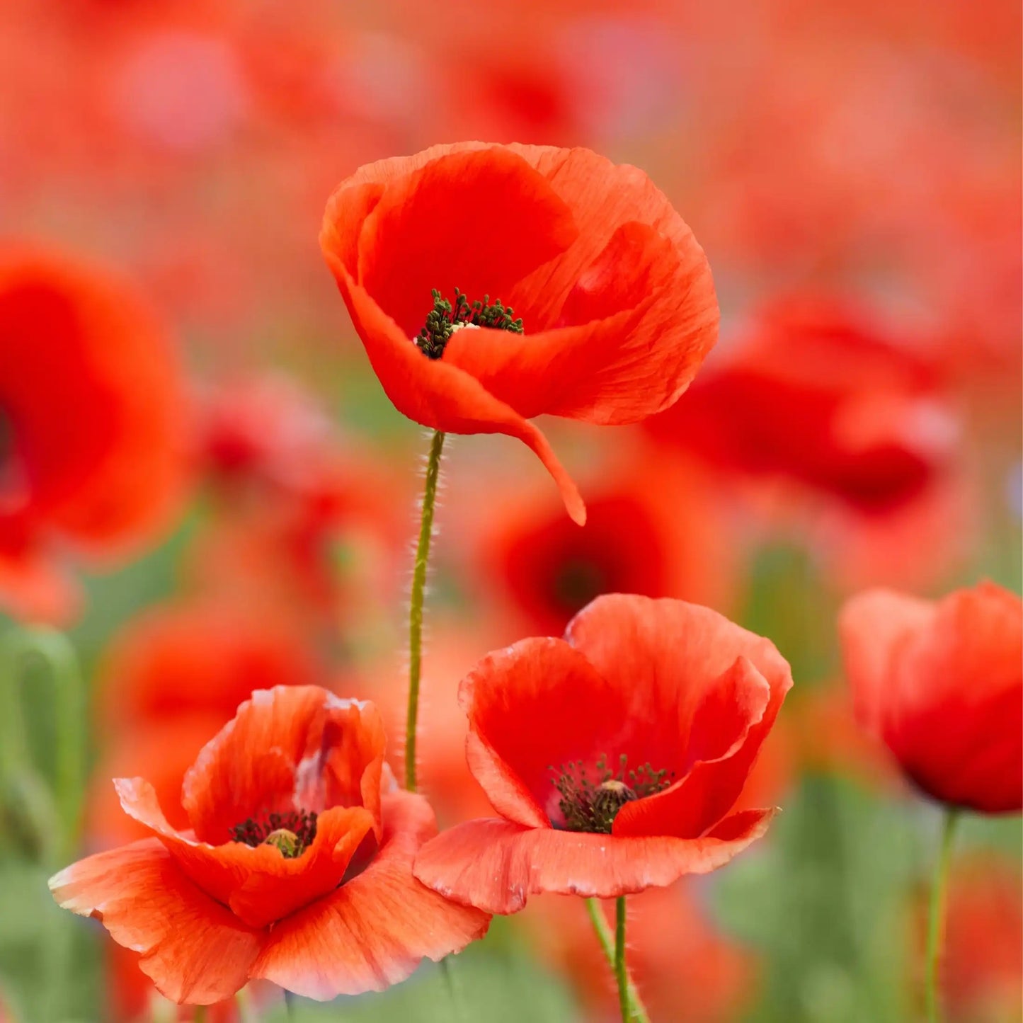 Fondant plume coquelicot
