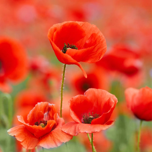 Fondant plume coquelicot